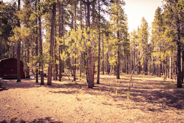 Looking out at the trees